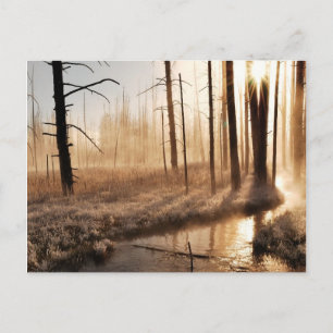 Frosty Yellowstone Morning Postcard
