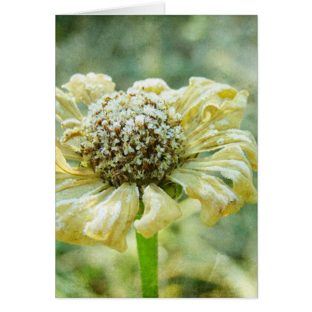 Frosty Zinna (Front)