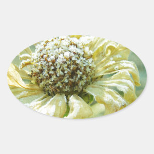 Frosty Zinna Oval Sticker