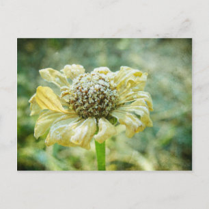 Frosty Zinna Postcard