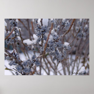 Frozen Berries Poster