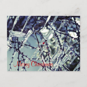 Frozen Berry Christmas Postcard