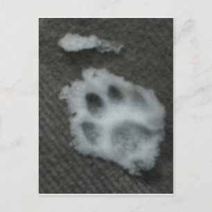 Frozen Cat's Paw Postcard