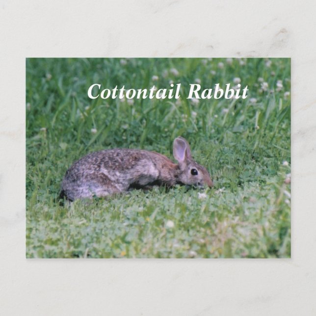 Frozen Cotton, Cottontail Rabbit Postcard (Front)