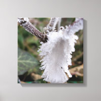 frozen feather