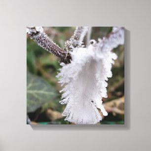 frozen feather canvas print
