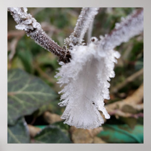 frozen feather poster