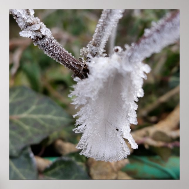 frozen feather poster (Front)