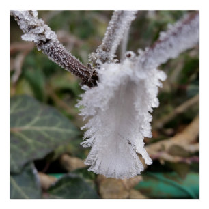 frozen feather poster