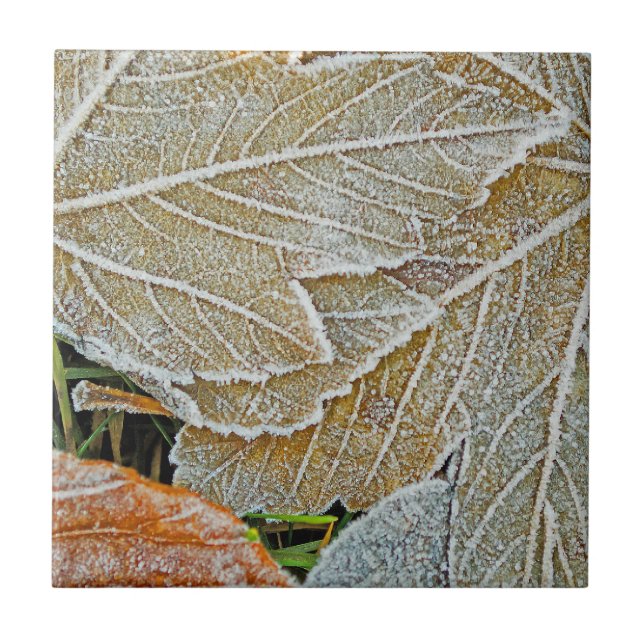 Frozen Maple Ceramic Tile (Front)
