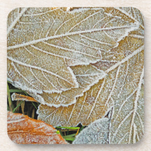 Frozen Maple Cork Coaster