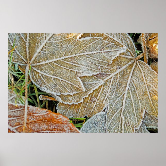 Frozen Maple Poster (Front)