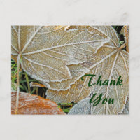 Frozen Maple Thank You Postcard