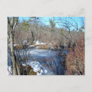 Frozen Wetlands Pond Postcard