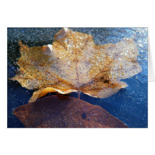 Frozen Yellow Maple Leaf Autumn Nature