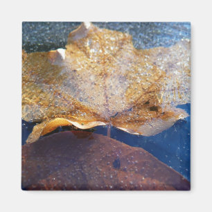 Frozen Yellow Maple Leaf Autumn Nature Magnet