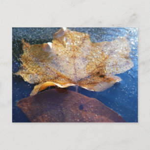 Frozen Yellow Maple Leaf Autumn Nature Postcard