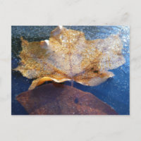 Frozen Yellow Maple Leaf Autumn Nature