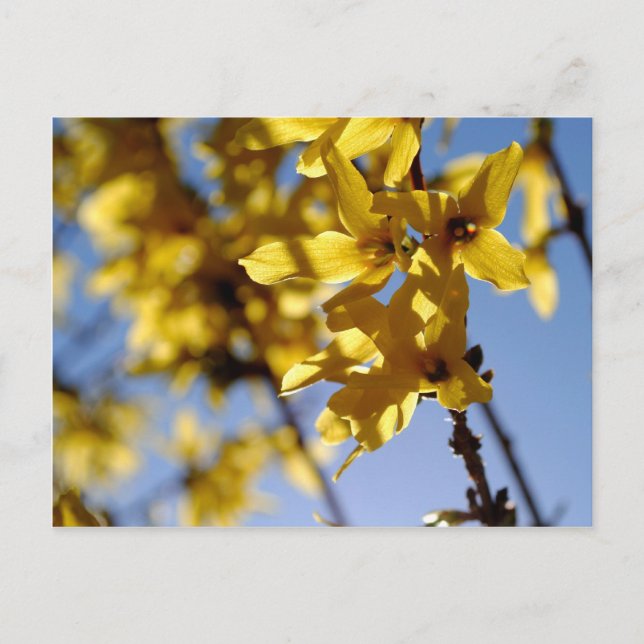 Frühlingsbote Postcard (Front)