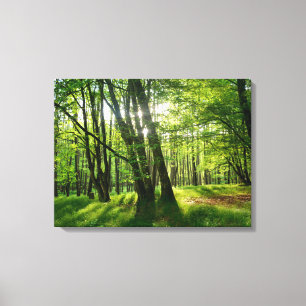 Frühlingswald Canvas Print
