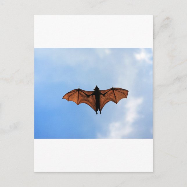 Fruit bat postcard (Front)