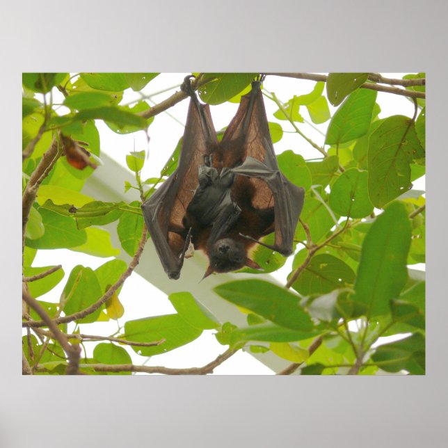 Fruit Bat Poster (Front)