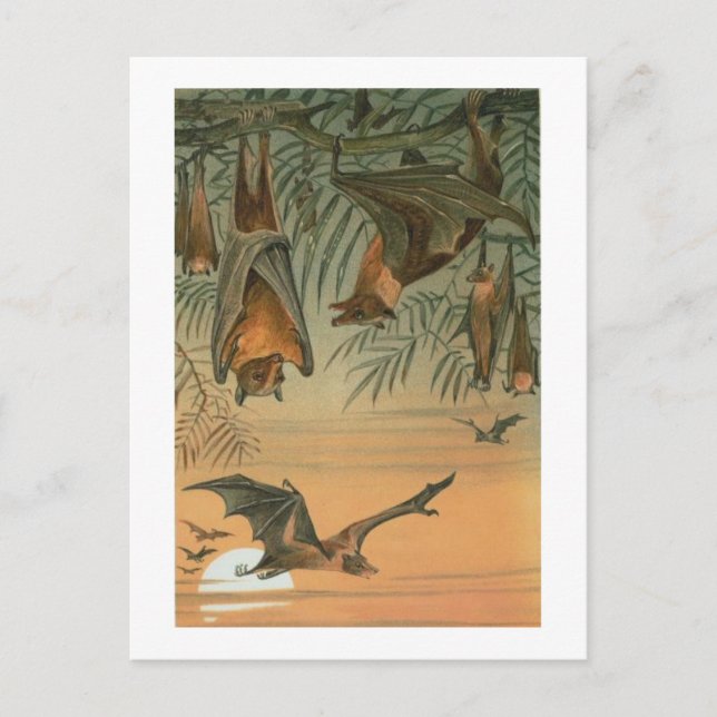 Fruit Bats Postcard (Front)