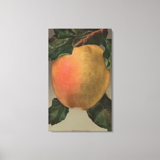 Fruit Chromo Lithograph of Belleflower Apple Canvas Print (Front)