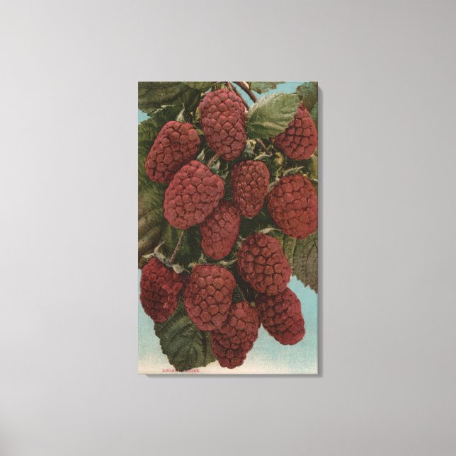Fruit Chromo Lithograph of LoganberriesState Canvas Print (Front)