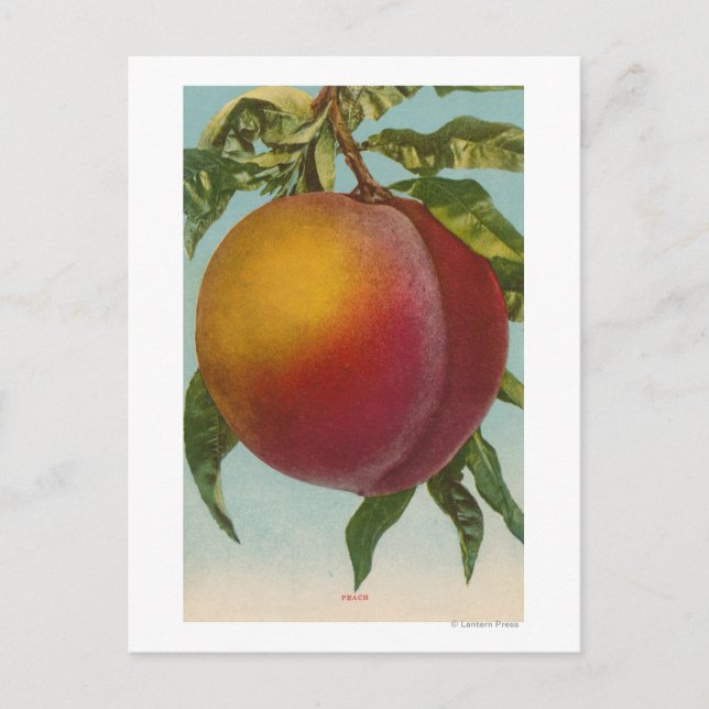 Fruit Chromo Lithograph of PeachFruitState Postcard (Front)