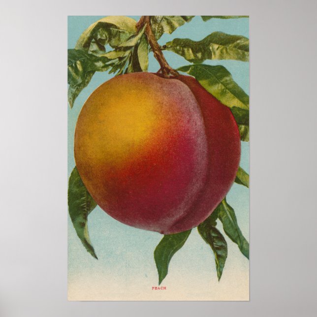 Fruit Chromo Lithograph of PeachFruitState Poster (Front)