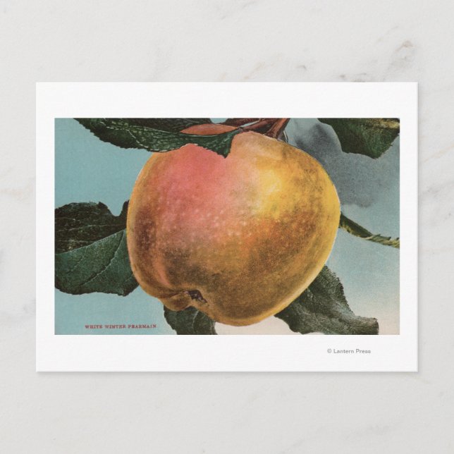 Fruit Chromo Lithograph of White Winter Pearmain Postcard (Front)