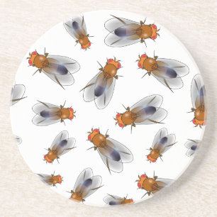 Fruit fly - Drosophila melanogaster Coaster