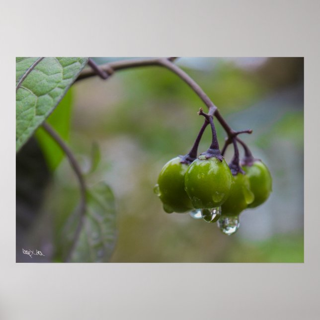 Fruit of Clarity Poster (Front)