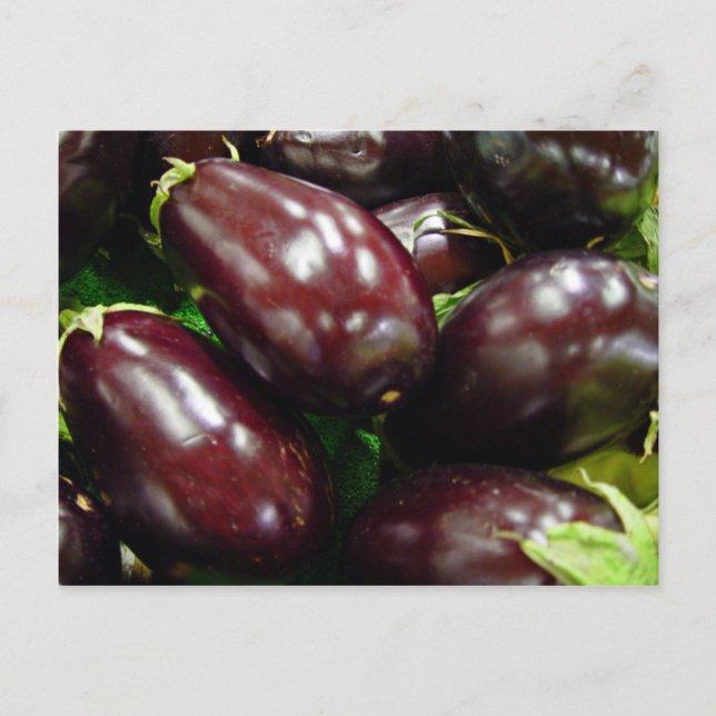 Fruit of eggplants postcard (Front)