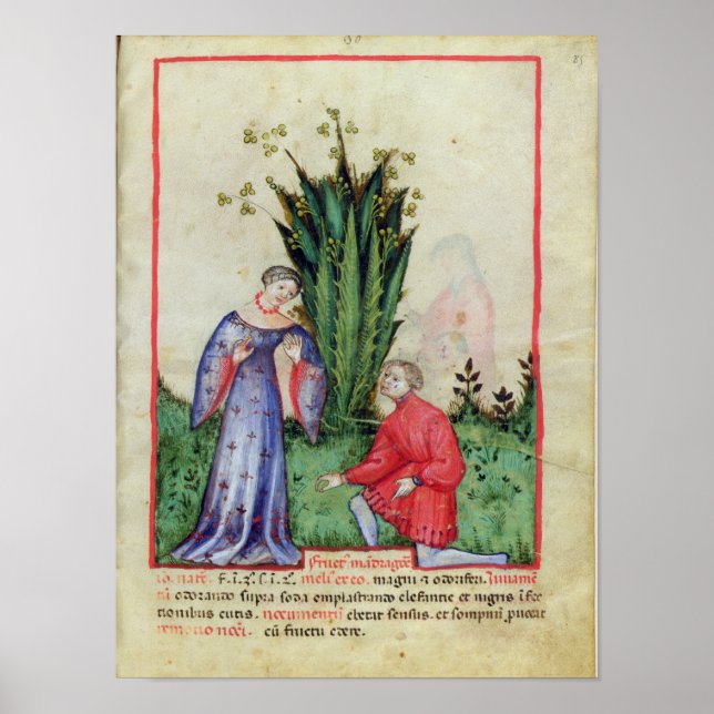 Fruit of Mandrake, from' Tacuinum Sanitatis' Poster (Front)