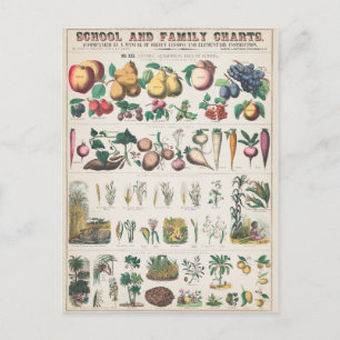 Fruit Plant Vintage Botanical Postcard