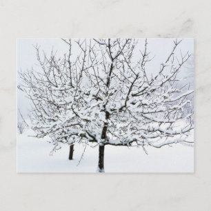 Fruit Tree In Winter Clothing Postcard