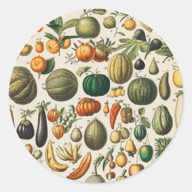 Fruit Vegetable Botanical Scientific Illustration Classic Round Sticker (Front)