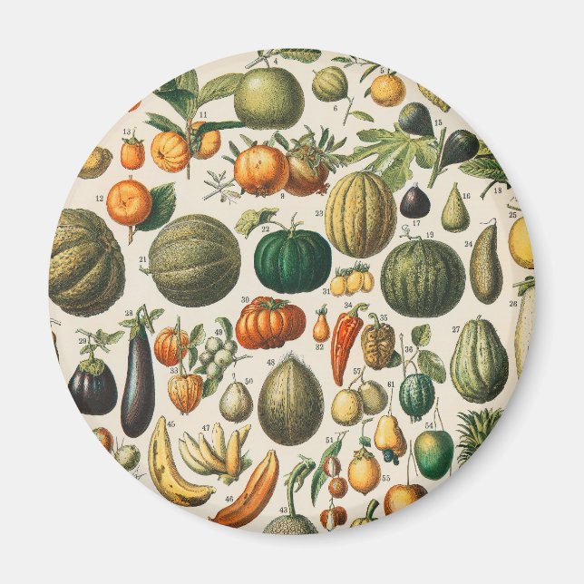 Fruit Vegetable Botanical Scientific Illustration Magnet (Front)