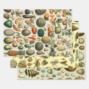 Fruit Vegetable Botanical Scientific Illustration Wrapping Paper Sheet