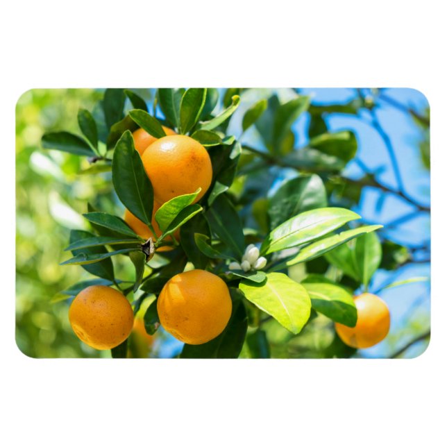 Fruiting Orange Tree Magnet (Horizontal)
