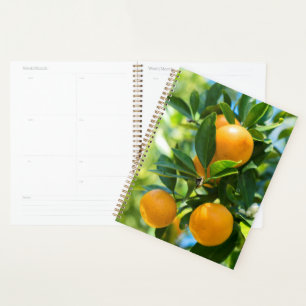 Fruiting Orange Tree Planner