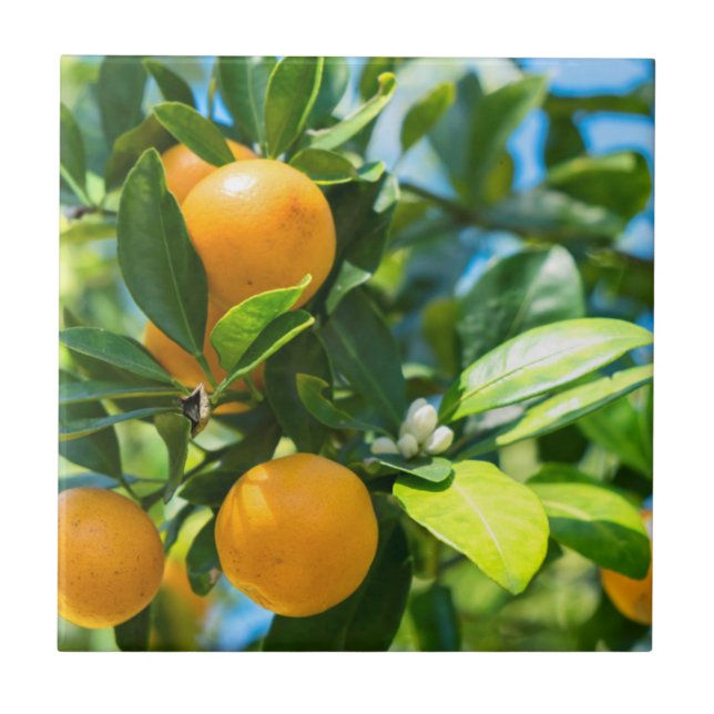 Fruiting Orange Tree Tile (Front)