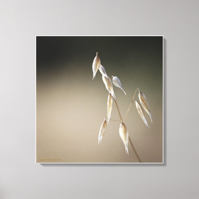 Fruiting Wild Oat Canvas Print (Front)