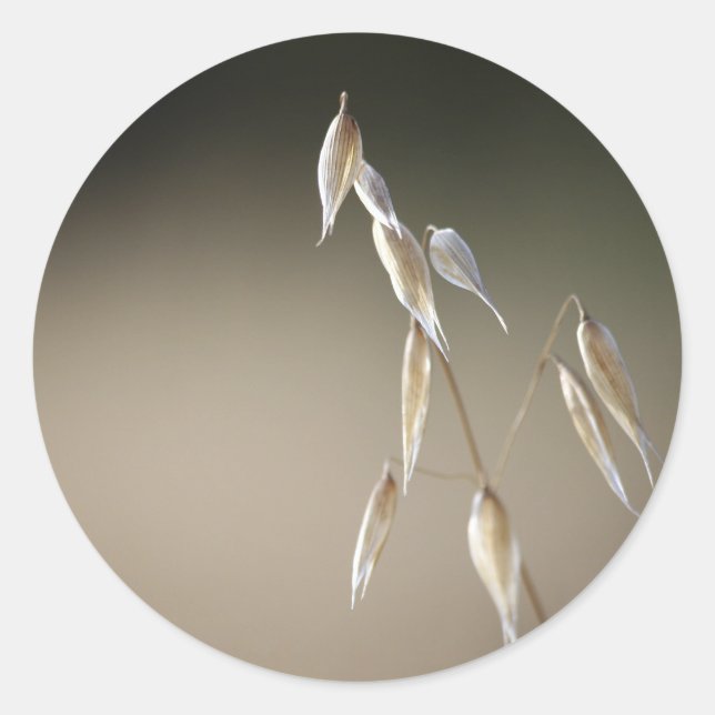 Fruiting Wild Oat envelope sealer Classic Round Sticker (Front)