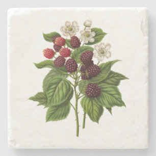 Fruits: A014 Blackberry -  Stone Coaster
