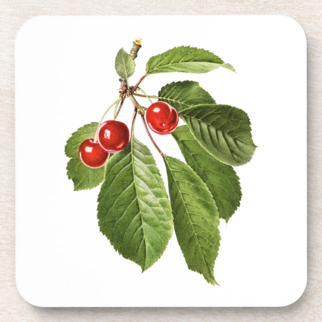 Fruits: A015 Cherry - Coaster (Front)
