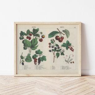 Fruits   Charlotte Mary Yonge Poster