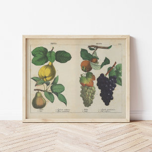 Fruits   Charlotte Mary Yonge Poster